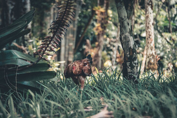 Chiken in nature 