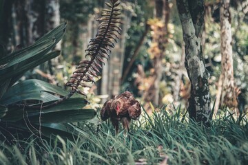 Chiken in nature 