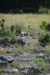 close up portrait of a jack rabbit
