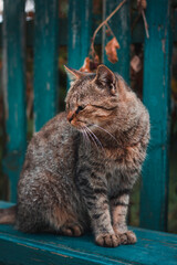 Portrait of a beautiful cat on the background of a fence