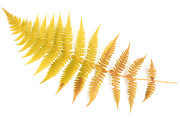 Exotic fern leaf of autumn or fall color, close-up, isolate on a white background. Top view, flat...