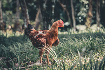 Chiken in nature 
