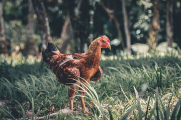 Chiken in nature 