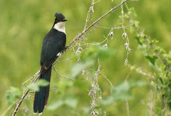 Pied cuckoo