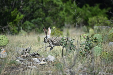close up portrait of a jack rabbit
