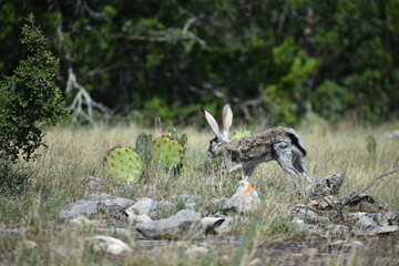 close up portrait of a jack rabbit