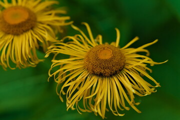 Close up of yellow worn flower in the garden.