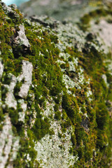 Green moss on the bark of a tree. Macro photo with sunlight