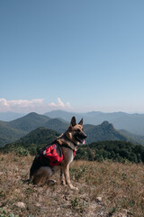 German shepherd traveler. A dog with a red tourist backpack sits on the top of a hill and looks into the distance at the surrounding mountain nature, landscapes.