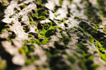 Green moss on the bark of a tree. Macro photo with sunlight