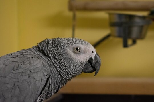 An African Gray Parrot Looking at the Camera With a Yellow Wall Behind Her