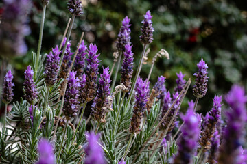 Wonderful lavender field in Mendoza