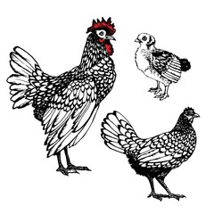 Rooster vector graphics . Rooster illustration of a graphic liner, engraved in vintage style. illustration for farms and production, eco product, natural. Label for chicken of the product.