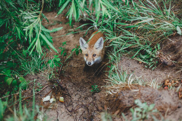small fox cub looks out of the grass