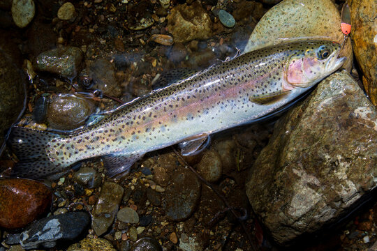 Freshly caught rainbow trout with  hook from lure still in mouth on rocky bank of the Feather River in Butte County, Northern California, USA.