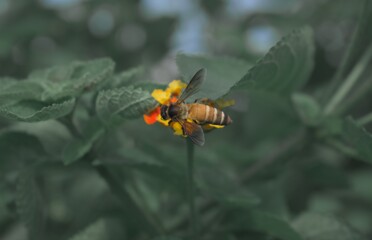 honeybee on the orange flower