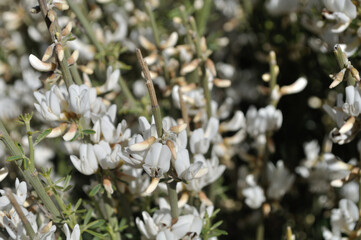 white broom flowers grow in spring