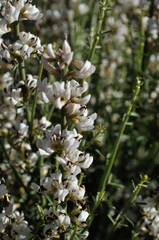 white broom flowers grow in spring