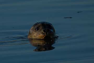 Harbor seal, seen in the wild in a marsh in North California