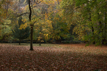 Meadow in autumn, soil full of leaves and trees in brown and green tones, in the background a wooden structure.