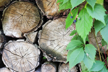 Naklejka premium Pile of wooden logs stacked together on top of each other. Wall of stacked wood logs as background. Stack of firewood close up. Logs cuts prepared for fireplace