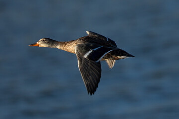 Panning view of a female wild,  seen in a North California marsh
