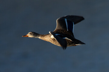 Panning view of a female wild,  seen in a North California marsh