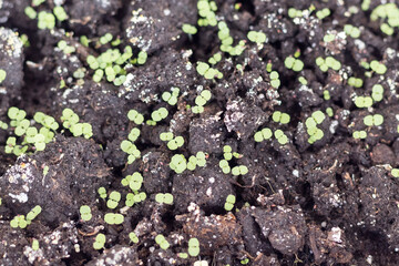 Young greens sprout from ground close up.