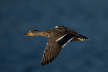Panning view of a female wild,  seen in a North California marsh