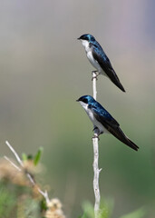 Original wildlife photograph of two blue Tree Swallows perched on a single vertical branch 