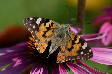 butterfly on flower