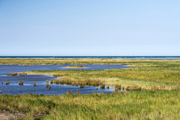 View of coastal wetlands in the Natural Reserve Darßer Ort (part of Western Pomerania Lagoon Area National Park), with offshore wind farm Baltic 1 in background, Mecklenburg-Vorpommern, Germany