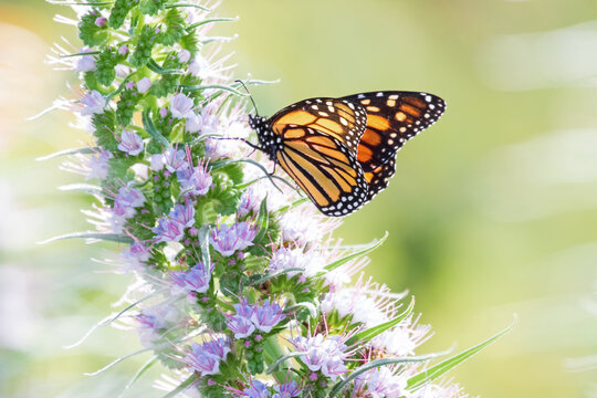 Original close up photograph of a Monarch butterfly feeding off the lavender  bloom of a Pride of Madeira plant