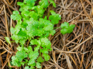 top view on coriendar plant garden