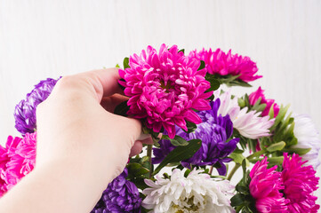 hand taking flower from bouquet of chrysanthemums on white background. still life of colorful autumn flowers