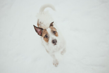 jack russell terrier in snow