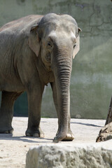 Naklejka premium asiatischer_Elephant