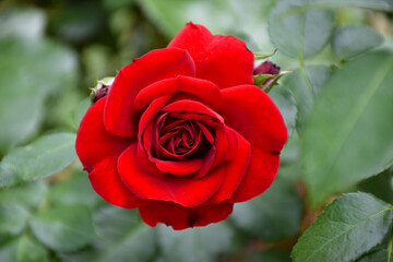 Closeup view of fully open red Rose flower in bloom with green leaves