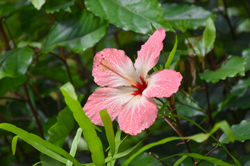 Closeup view of pink Chinese Hibiscus flower (Hibiscus rosa-sinensis) in full bloom with water drops, green leaves blurry background