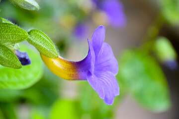 Side view of single purple flower Thunbergia battiscombei on the green background