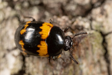 fungus beetle