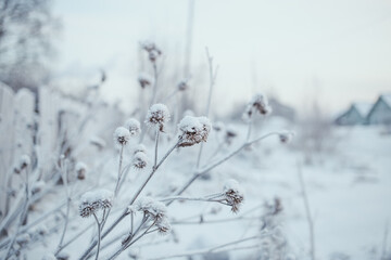 Frost-covered dry plants and stems in a winter landscape with blurred rural houses and fence in the background. Serene frosty morning scene with soft light and copy space.