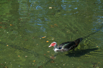 ptak kaczka zwierze natura przyroda © Piotr