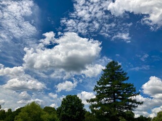 blue sky with clouds and trees