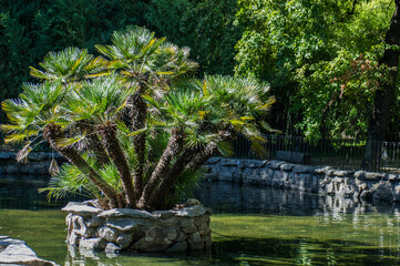 Fototapeta na wymiar palmy rośliny widok zieleń park