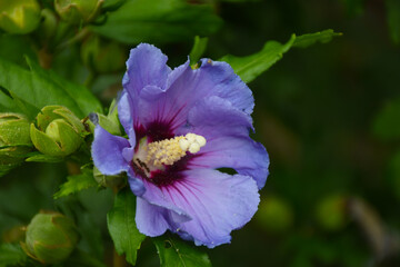 Single purple flower Hibiscus Syriacus (The Rose of Sharon) on the green background
