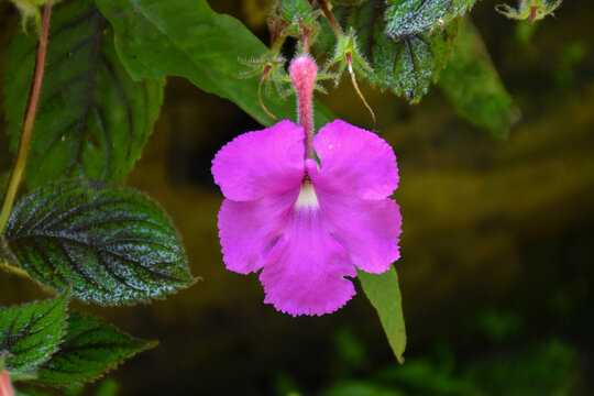 Closeup view of single purple Achimenes grandiflora flower (Hot water plant, family: Gesneriaceae) with green leaves, floral background