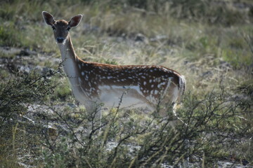 close up portrait of Axis deer