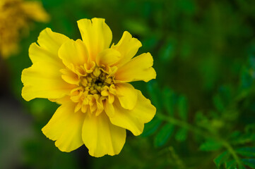 kwiat macro kolor natura zieleń