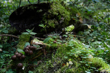 Naklejka na ściany i meble Mushrooms growing among moss on a fallen tree near Lake Svetloyar in Nizhny Novgorod region, Russia